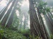 Stop Costa Rica’s Illegal Logging From Destroying National Care2 News Network