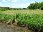 Rapid Version Assessment Tool Provides Easier Monitor Wetland Quality