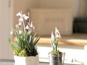 Monday Flowers Herald’s Spring