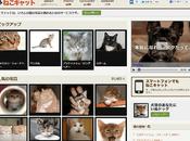 Nekocat: Your Online Home Pics Videos Cats