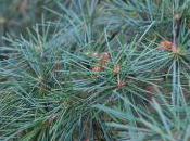 Plant Week: Cedrus Deodara