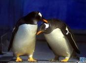 Despite Their Affection Each Other, Male Penquins Yearned Mothers