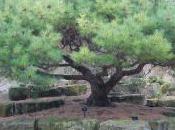 Plant Week: Pinus Pumila