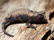 World's Tiniest Chameleons Found Madagascar