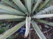 Plant Week: Yucca Baccata