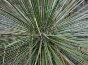 Plant Week: Yucca Angustifolia