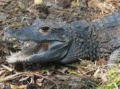 Dwarf Crocodile