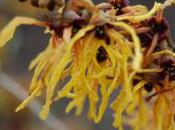 Plant Week: Hamamelis Intermedia ‘Vesna’