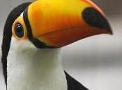 Featured Animal: Toucan