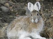 Snowshoe Hares Face Climate Change Challenge