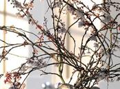 Monday Flowers Early Blossom