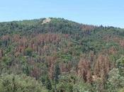 Report Assesses Impacts Drought Forests