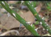 Prickles Briers Thorns,