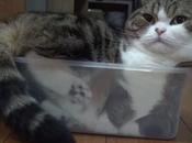 Tasty Cats Sandwich Boxes Snack Packs