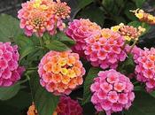 Lovely Lantana