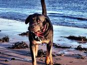 #DailyPhoto No.35 Rottweiler Crimdon Beach