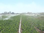 Where Your Winter Fruits Vegetables Come From: Focus Imperial Valley!