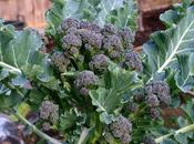 Harvest Monday February 2016