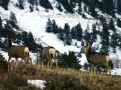 Wildlife: Wintry Weather Take Toll Colorado Mule Deer