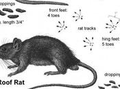 Rats [del.icio.us]