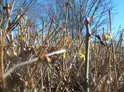 Prata's Potpourri: Discernment, Lent, Sinclair Ferguson, Jesus Calling, Battling Bitterness, More