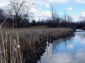 More Time Here Video That Tells Like When Comes Serious Threat This Thing Government Reps Call “Biodiversity Offsetting” Poses Niagara’s Natural Wetlands