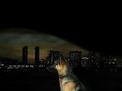 Sign Help BRAVO MILITARY WORKING DOGS!