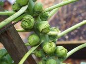 Brussels Sprouts: Second-cropping