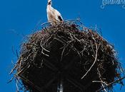 Stork Giving Stink-Eye