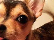 Book Chapter Page Playful Puppy