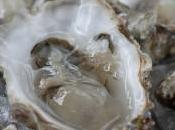 Tons Oyster Shells Being Dumped Onto Louisiana’s Coast?