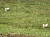 Clever, Happy Sheep