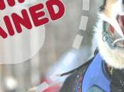 Video: Mushing Explained Everything Need Know About Dogsledding