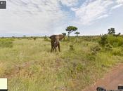 African Safari with Google Street View