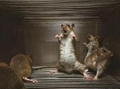 Rats' Aggression