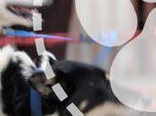 Video: Mushing Explained Training Trail