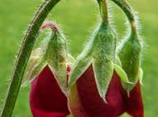 Sweet Peas: Guide Sowing Seeds Buying Plants