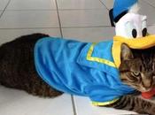 Mouse Loving Walt Disney Cats