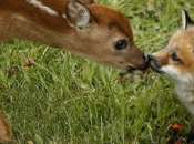 Patricia Randolph’s Madravenspeak: Hunting Give Half World Back Wildlife