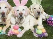 Clue Hunting Dogs Easter Hunts