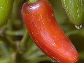 Friday Fotos: Peppers