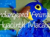 Hyacinth Macaw Science