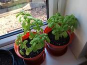 Transplanting Basil Seedlings