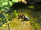 Toadly Adorable