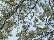 Friday Fotos: First Blossoms Spring, 11th Street, Hoboken