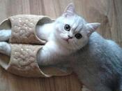 Warm Comfortable Cats Slippers