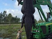 Giant 780-Pound Alligator Bigger Than House