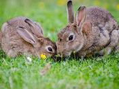 Astounding Ways Protect Conserve Wildlife