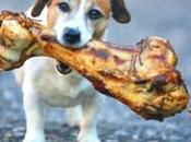 Winning Dogs Have Jackpot