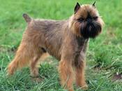 Brussels Griffon